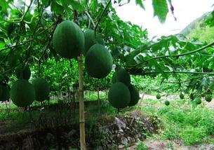 吊瓜怎么吃嗨怎么吃,嗨吃吊瓜，尽享美味时光