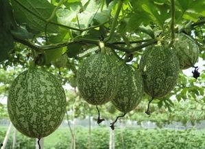 吊瓜怎么吃嗨怎么吃,嗨吃吊瓜，尽享美味时光