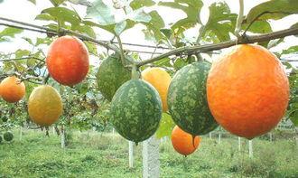吊瓜怎么吃嗨怎么吃,嗨吃吊瓜，尽享美味时光