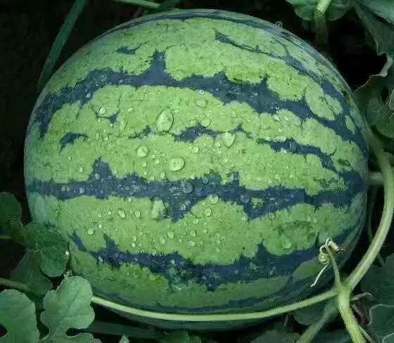 合院吃瓜,揭秘吃瓜群众的围观盛宴