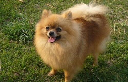 博美吃瓜怎么吃,轻松掌握瓜果美味新姿势