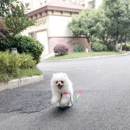 博美吃瓜怎么吃,轻松掌握瓜果美味新姿势