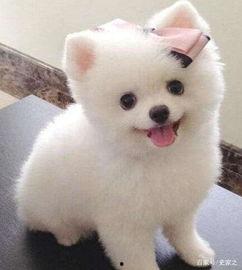 博美吃瓜怎么吃,轻松掌握瓜果美味新姿势