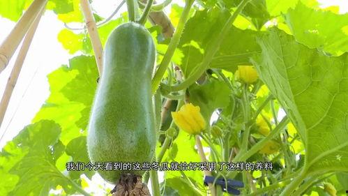 英区ppt吃瓜,揭秘幕后故事与趣味瞬间