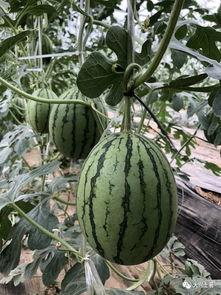 网红吃瓜wx,揭秘娱乐圈幕后真相，带你领略明星生活