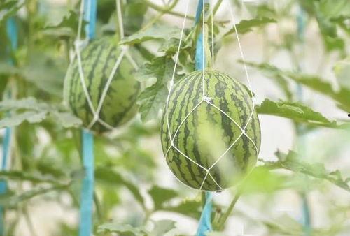 苏6吃瓜,揭秘娱乐圈背后的那些事儿