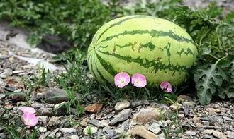 苏6吃瓜,揭秘娱乐圈背后的那些事儿