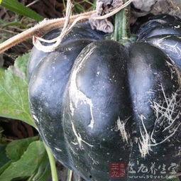 方瓜种吃半熟好吗,方瓜半熟食用体验与建议