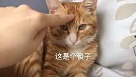 呆瓜吃土记,一场关于成长与梦想的奇幻之旅