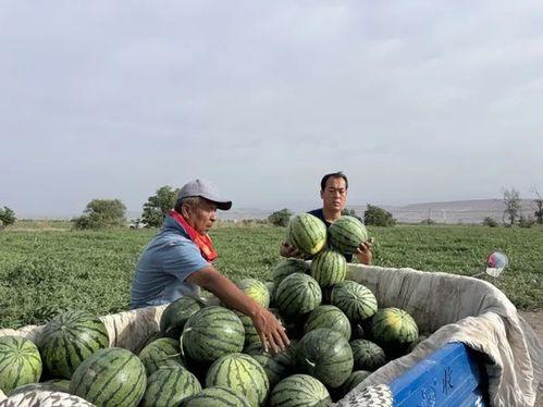 临夏回族吃瓜,瓜果飘香中的民族美食之旅