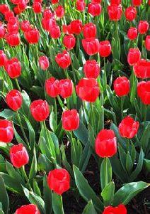 梦见吃生的瓜,揭秘吃生瓜的神秘寓意