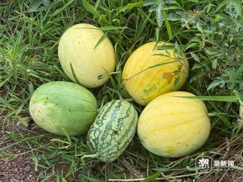 太空杀吃瓜,一场星际吃瓜盛宴