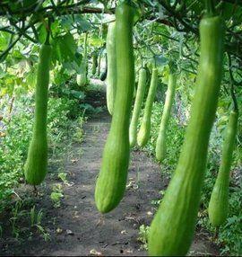 顶着头像吃瓜