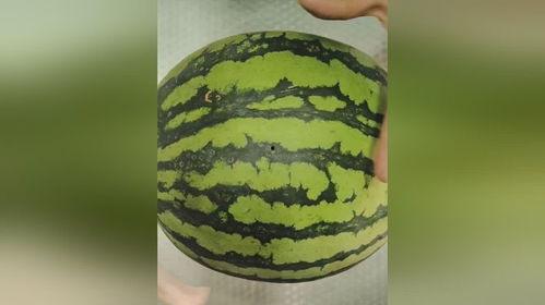 小时吃的骚瓜