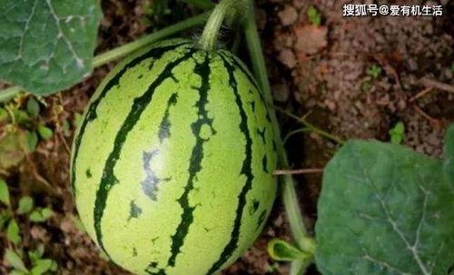 吃地里的瓜